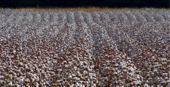 Cotton harvest in Turkmenistan tainted by state-sponsored forced labor