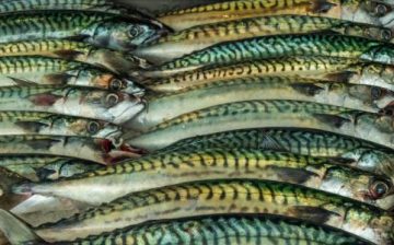 Forced labor the source of “fishy” imports to the U.S. from China