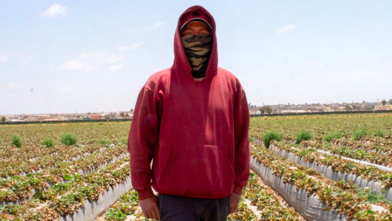 Certified Exploitation: How Equitable Food Initiative and Fair Trade USA Fail to Protect Farmworkers in the Mexican Produce Industry
