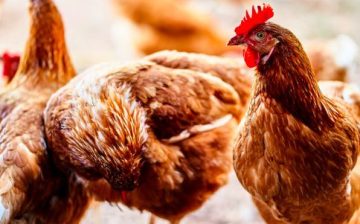 Child labor found on California poultry farm