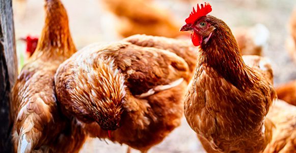 Child labor found on California poultry farm