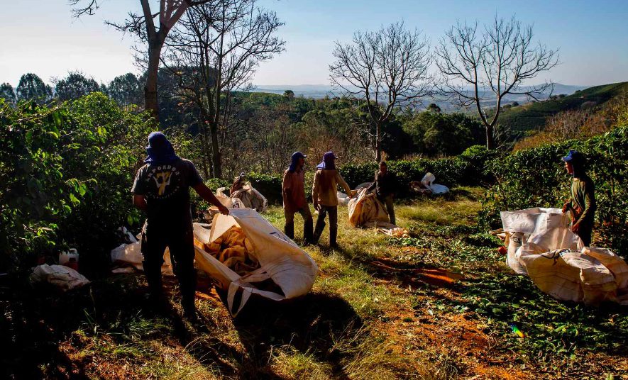 Starbucks: slave and child labour found at certified coffee farms in Minas Gerais