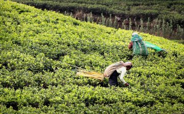 The Experiences of Children on Sri Lanka’s Tea Plantations: Labor & Sexual Exploitation, Violence, & Inadequate Education