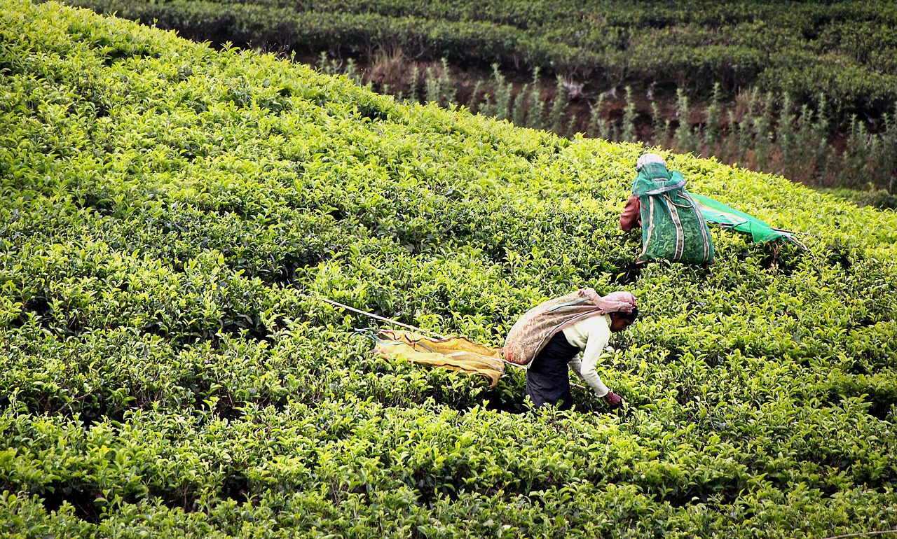 The Experiences of Children on Sri Lanka’s Tea Plantations: Labor & Sexual Exploitation, Violence, & Inadequate Education