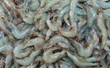 ‘Dangerous and abusive” conditions found in India’s shrimp industry