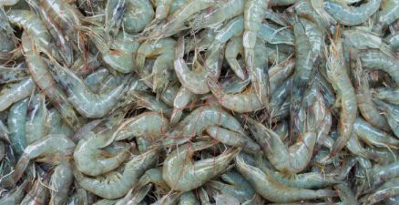 ‘Dangerous and abusive” conditions found in India’s shrimp industry