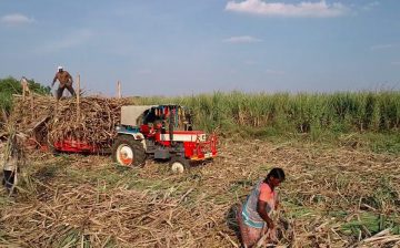 The Brutality of Sugar: Debt, Child Marriage and Hysterectomies