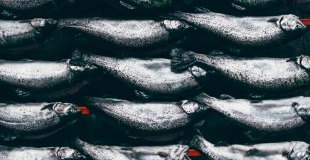 Freedom United demands the seafood industry be held accountable