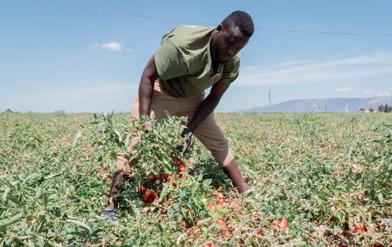 Working here is hell’: latest death of farm worker in 40C heat shocks Italy