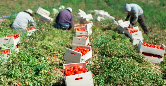 Migrant workers in Italy suffering under deadly summer heat