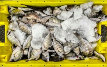 Raw Seafoods sued by migrant tees for child labor violations