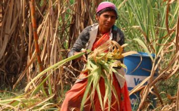 Debt bondage, abuse, and zero accountability: the state of working in India’s sugarcane fields: