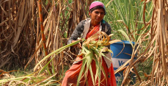 Debt bondage, abuse, and zero accountability: the state of working in India’s sugarcane fields: