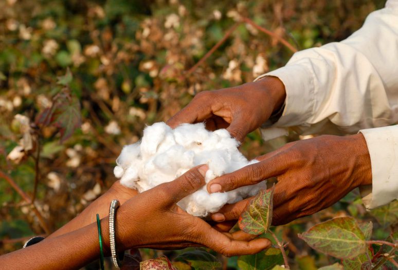 From Field to Fabric: Enhancing Due Diligence in Cotton’s Supply Chains