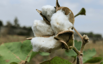 Hidden harvest- finding forced labor in India’s cotton