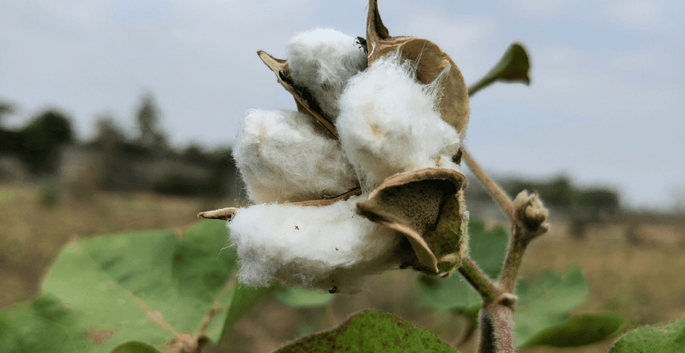 Hidden harvest- finding forced labor in India’s cotton