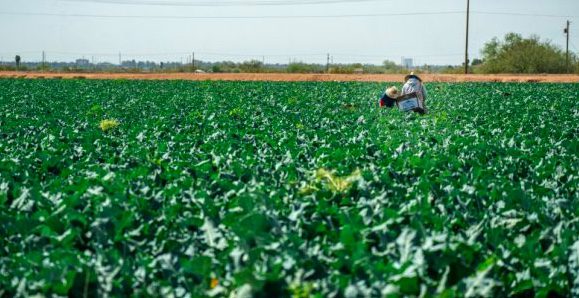 Canada’s Temporary Foreign Worker Program- just a pipeline to exploitation?