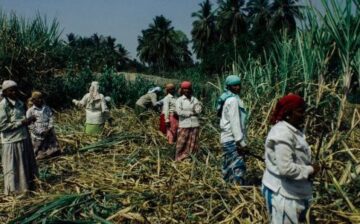US lifts forced labor ban on Dominican sugar, ignoring a pile of evidence