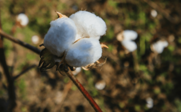 Is it progress or just perception? Forced labor still stains cotton from Turkmenistan