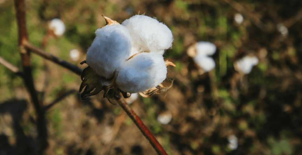 Is it progress or just perception? Forced labor still stains cotton from Turkmenistan