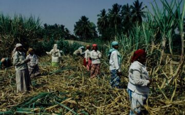 The Bitter Price of Sweetness: June 2025 Why Traditional Approaches Fail to Address Forced Labour in India’s Sugarcane Fields