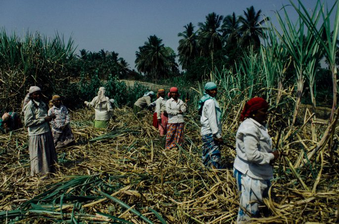 The Bitter Price of Sweetness: June 2025 Why Traditional Approaches Fail to Address Forced Labour in India’s Sugarcane Fields