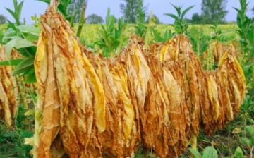 A life in the shadows of North Carolina fields: opinion piece