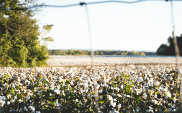 Forced labor still staining Central Asia’s cotton harvest