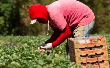 America’s farm fields filled with a silent workforce
