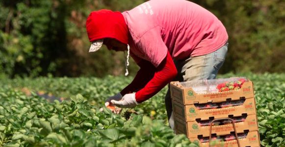 America’s farm fields filled with a silent workforce