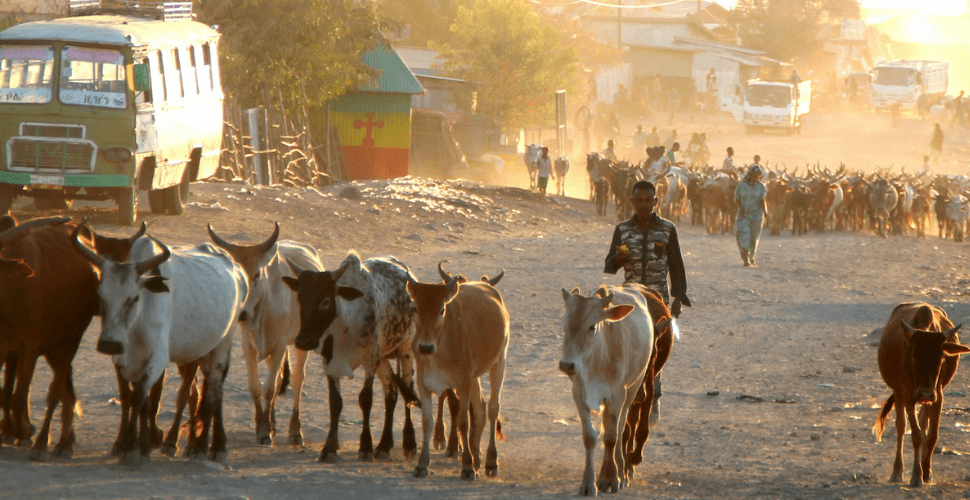 Instead of safety, Tigrayans returning to abuse and exploitation