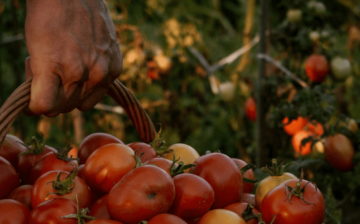 Scale of migrant trafficking for labor exploitation in Europe exposed by recent arrests