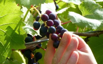 Fatal exploitation case putting migrant worker protections under scrutiny