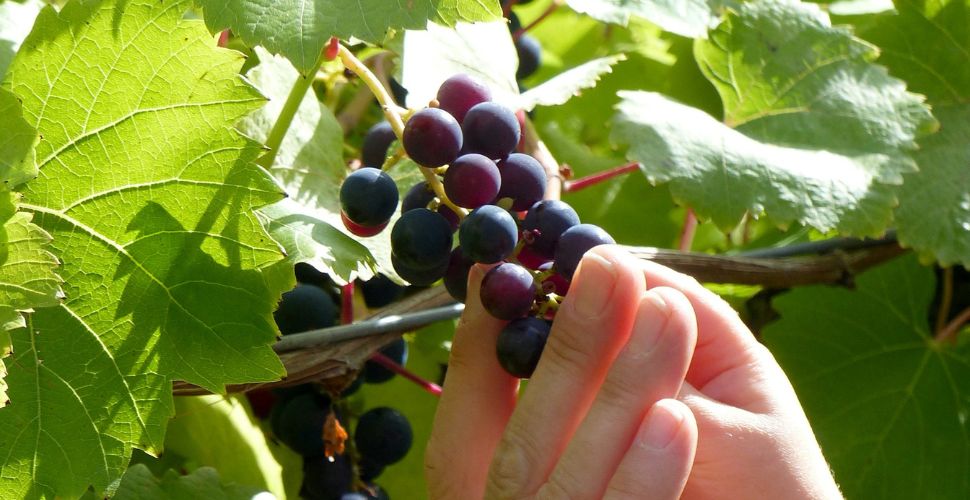 Fatal exploitation case putting migrant worker protections under scrutiny