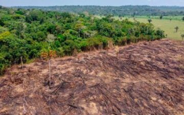 How a modern slavery crisis is a part of the deforestation crisis happening in Brazil