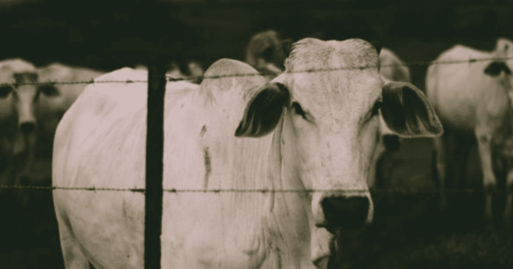 white cow behind barbed wire looking at the camera