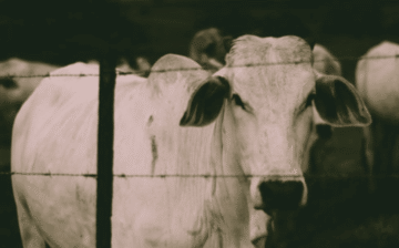 Volkswagen finally held accountable for cattle farm forced labor from 40 years ago