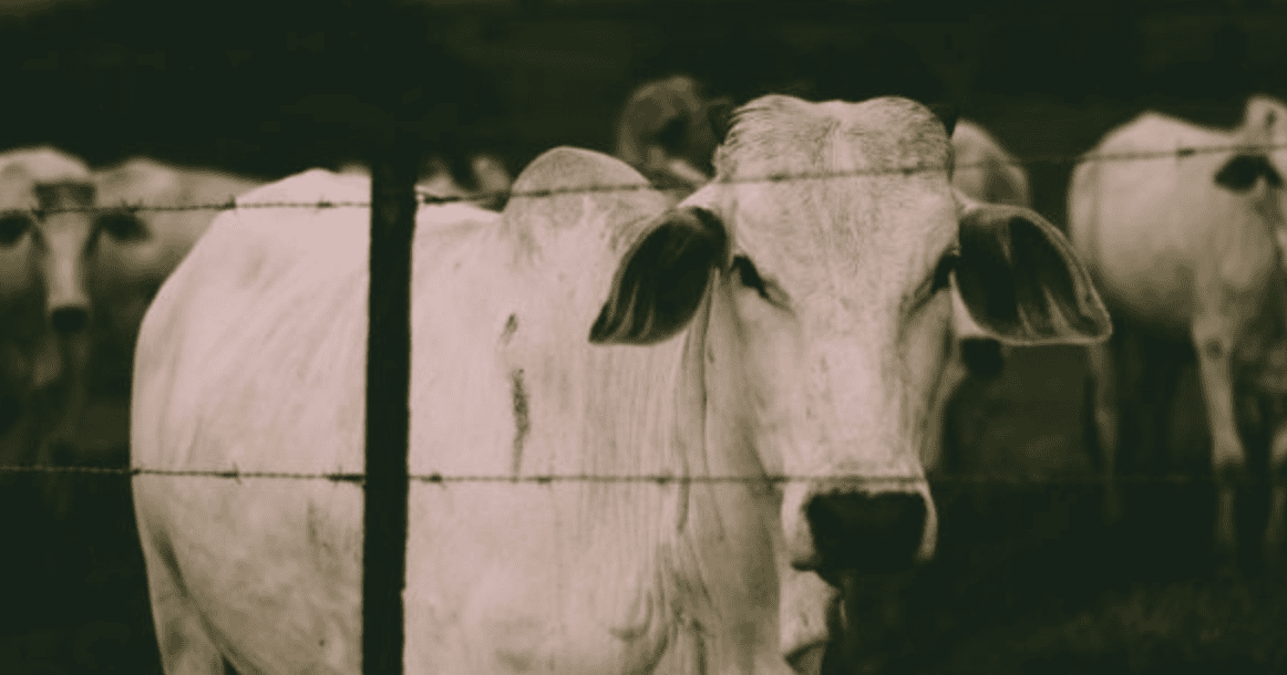 Volkswagen finally held accountable for cattle farm forced labor from 40 years ago