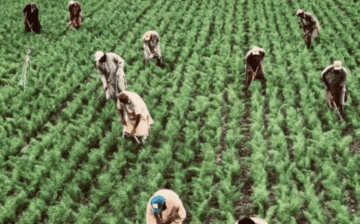 Arkansas prison and former plantation found still using slave labor